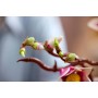 Конструктор LEGO Botanicals 11510 Ветви магнолии, розовый, 435 дет.