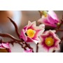 Конструктор LEGO Botanicals 11510 Ветви магнолии, розовый, 435 дет.