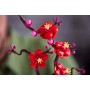 Конструктор LEGO Icons Botanical Collection 10369 Цветок сливы, 327 дет.